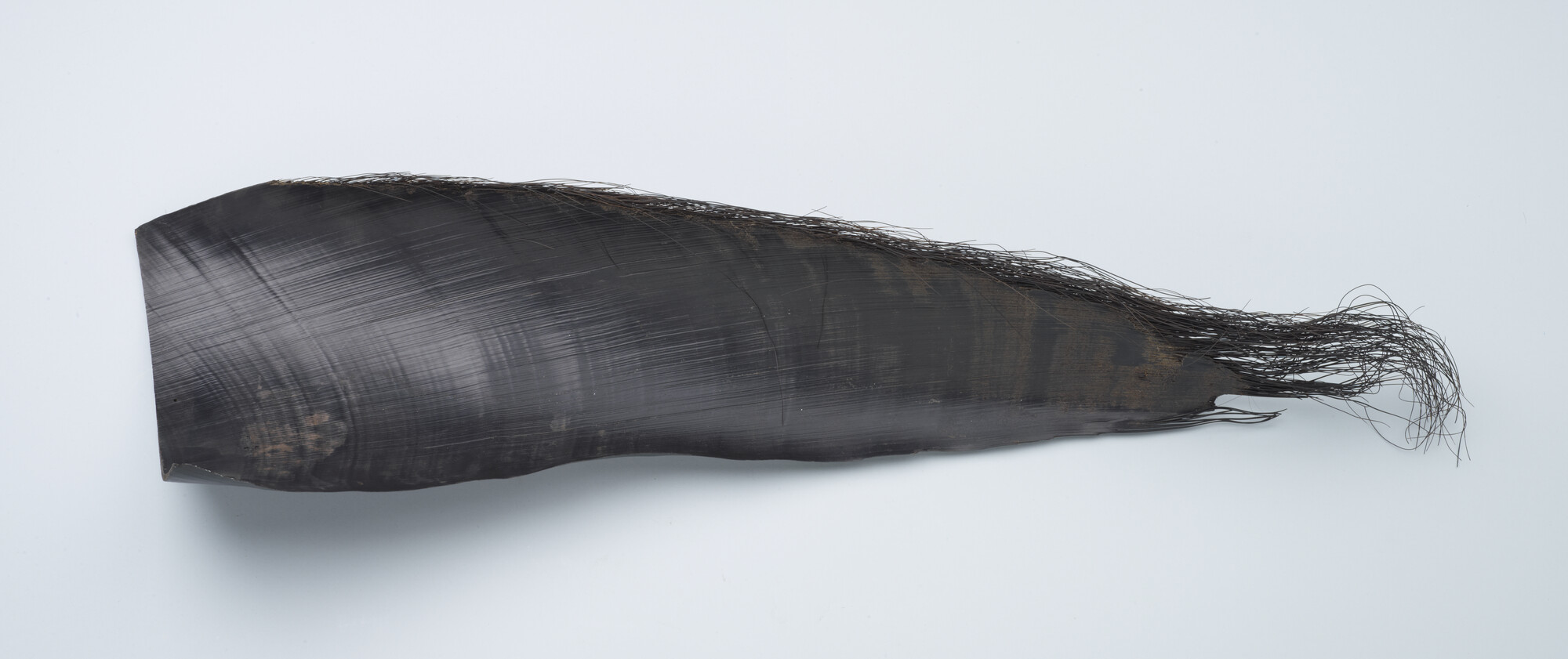 S.7055(31); Balein van een blauwe vinvis; walvisproduct