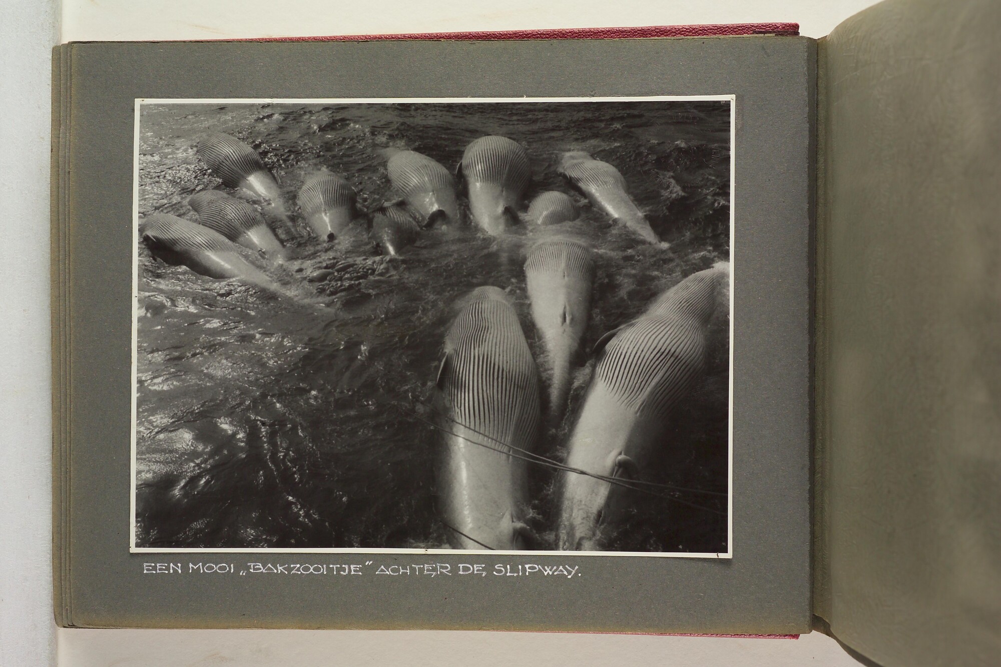 1996.1629; Foto's gemaakt aan boord van het walvismoederschip ms. Willem Barendsz (I); fotoalbum