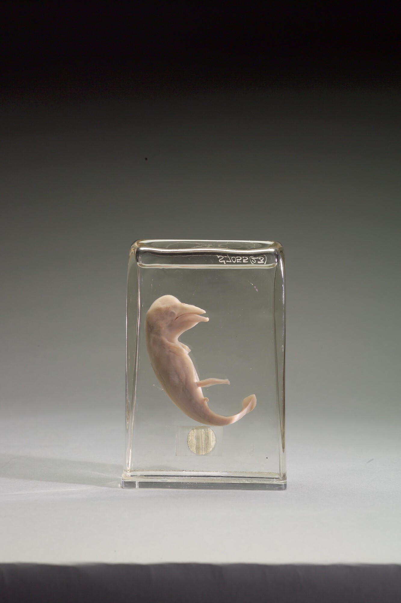 S.7055(23); Geprepareerde foetus van een gewone (witte) vinvis; preparaat