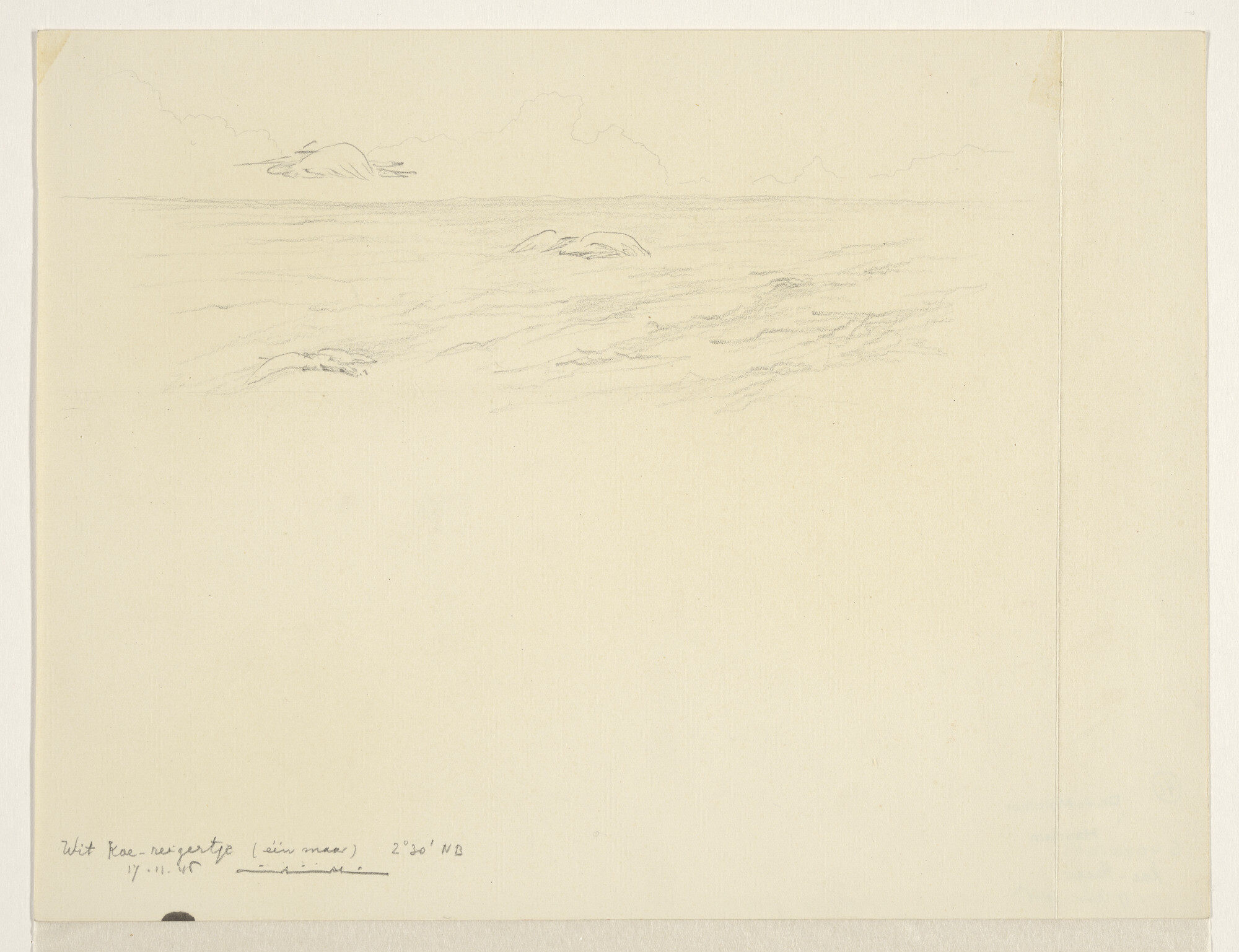 S.4035(015); Witte koe-reiger; tekening