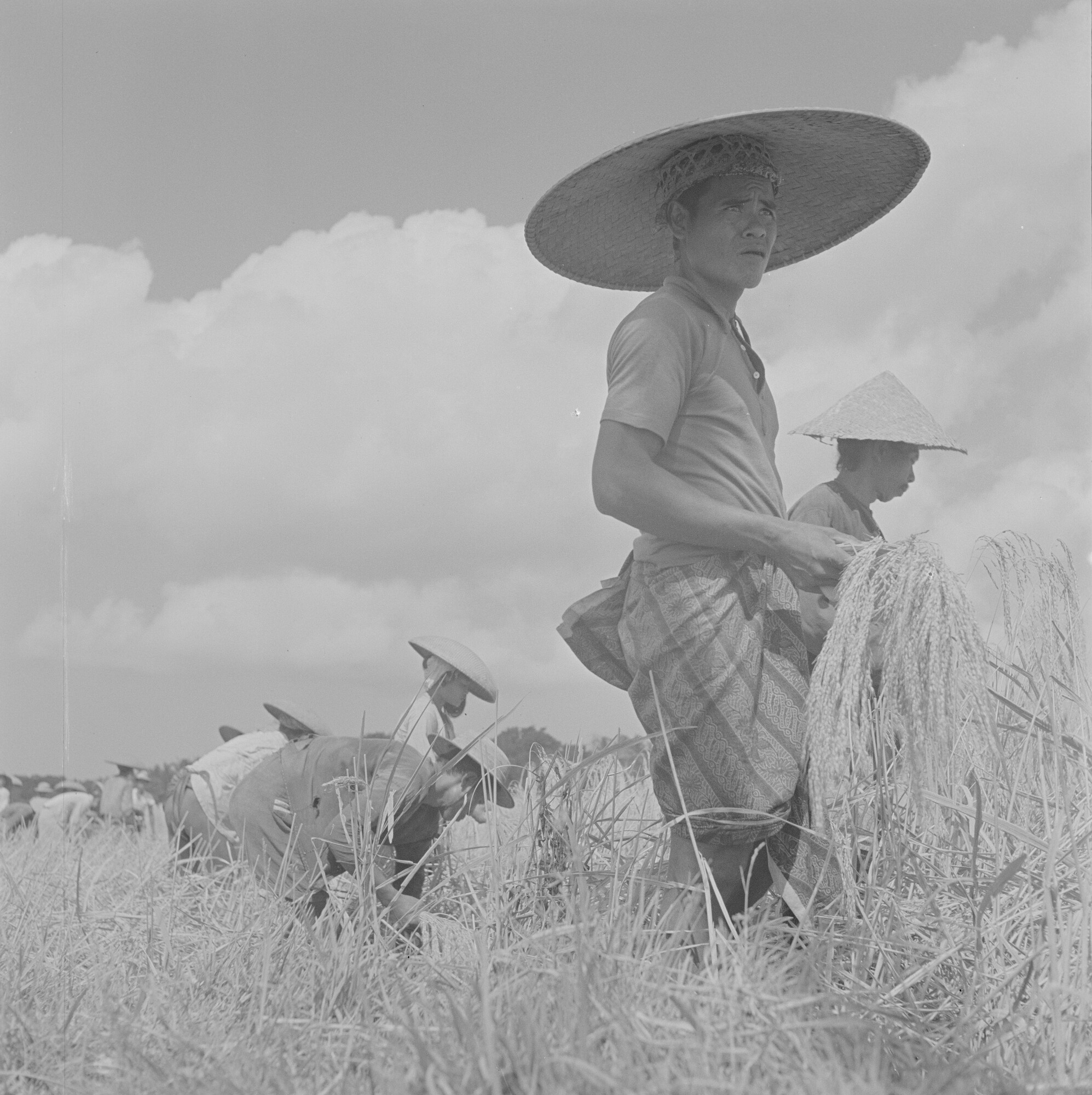 2015.2904; Negatief van rijst oogstende boeren; negatief