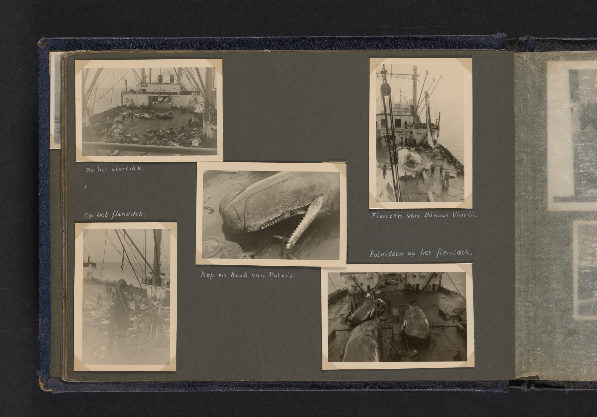 2021.0009; Fotoalbum van Joost Ossewaarde, 4e radiotelegrafist op walvismoederschip Willem Barendsz (II) en walvisjagers, met foto's van vangstseizoenen 1955-1956 en 1956-1957.; fotoalbum