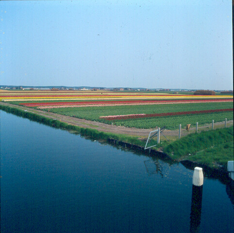 S.9100(5294); Dia van de Keukenhof bij Lisse. Bloembollenvelden; diapositief