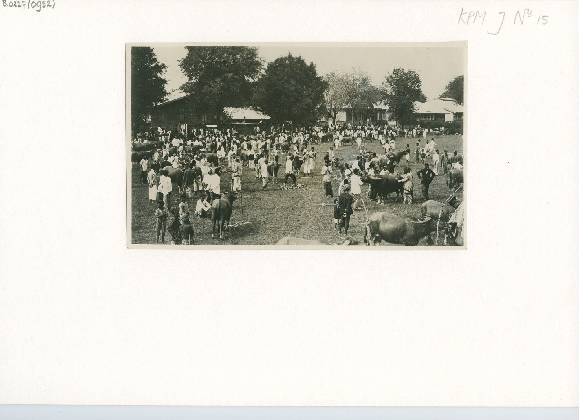 B.0227(0952); De karbouwen-markt te Kotaradja (in Atjeh) op Sumatra; foto