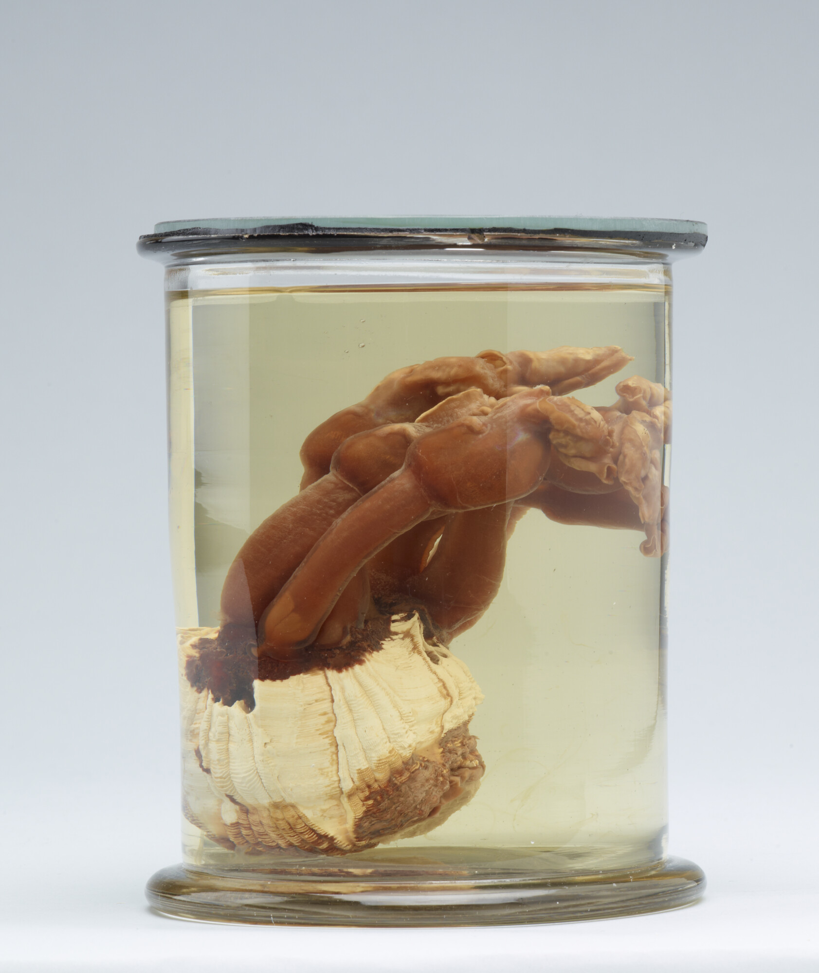 S.7055(21); Geprepareerde zeepok, afkomstig van de huid van een bultrug; preparaat