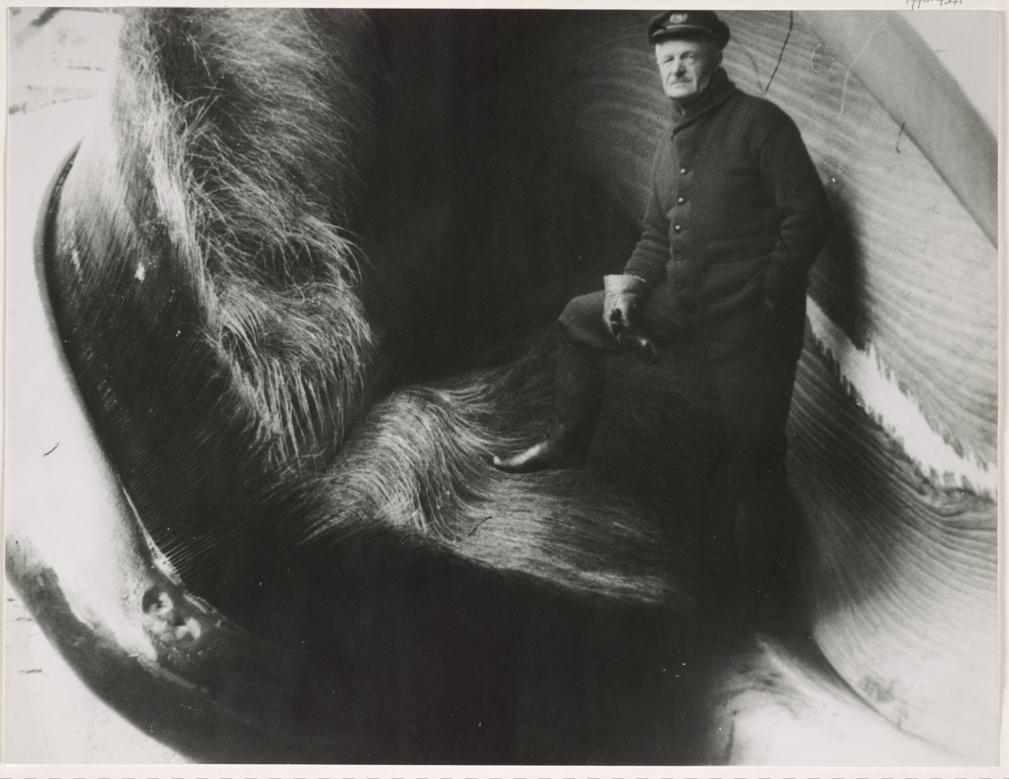 1996.4341; Klaas Visser poseert in de bek met baleinen van een blauwe vinvis op het dek; foto