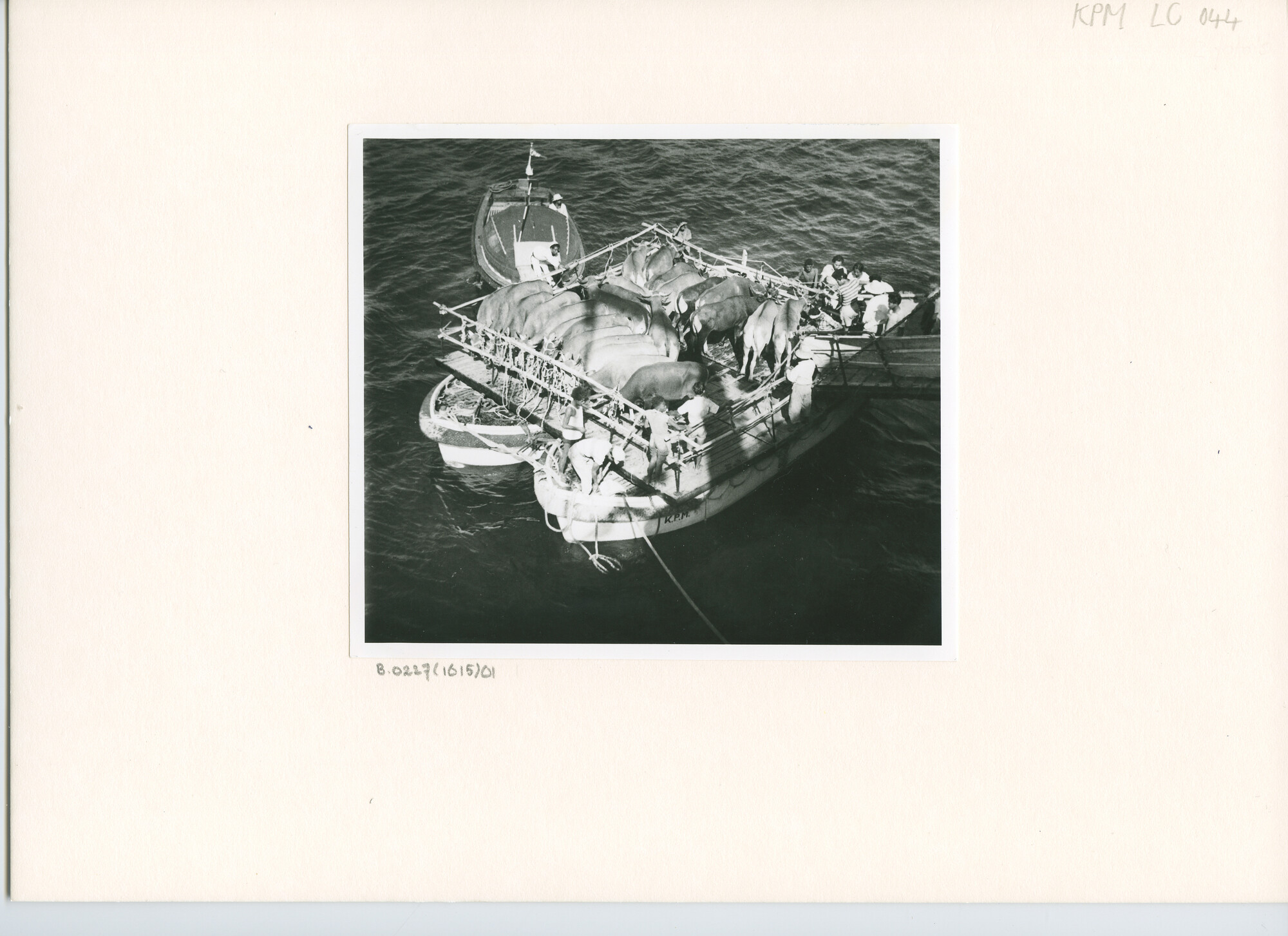 B.0227(1615)01; Foto van het laden van karbauwen a/b het motorschip Waibalong te Kupang (Timor); foto