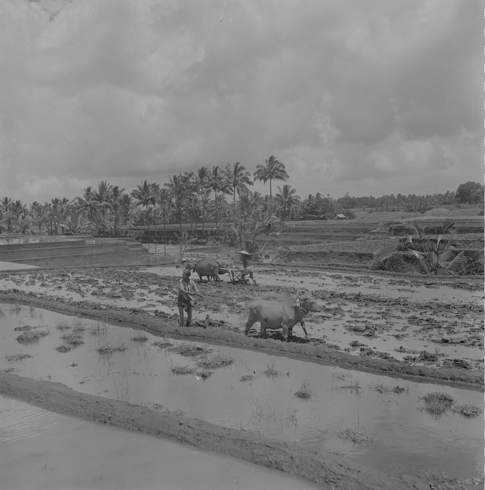 2015.2861; Negatief van een sawah (rijstveld) op Bali; negatief