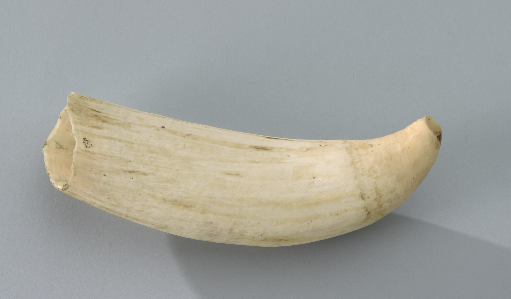 S.3466(02); Tand van een potvis; tand