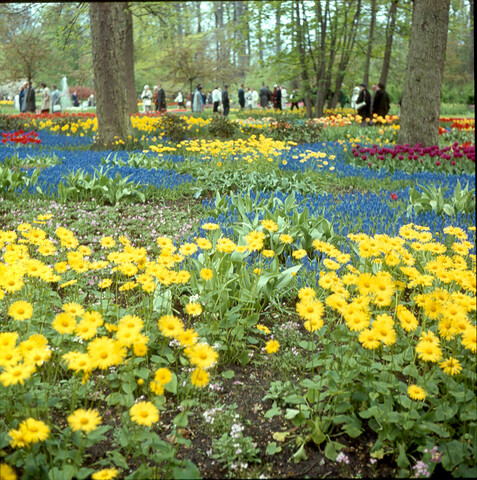 S.9100(0746); De 'Keukenhof' bij Lisse; diapositief