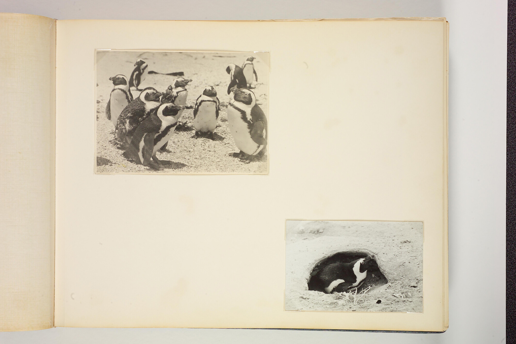 1990.0579; Tweede album met foto's van het walvismoederschip ms. Willem Barendsz (I); fotoalbum
