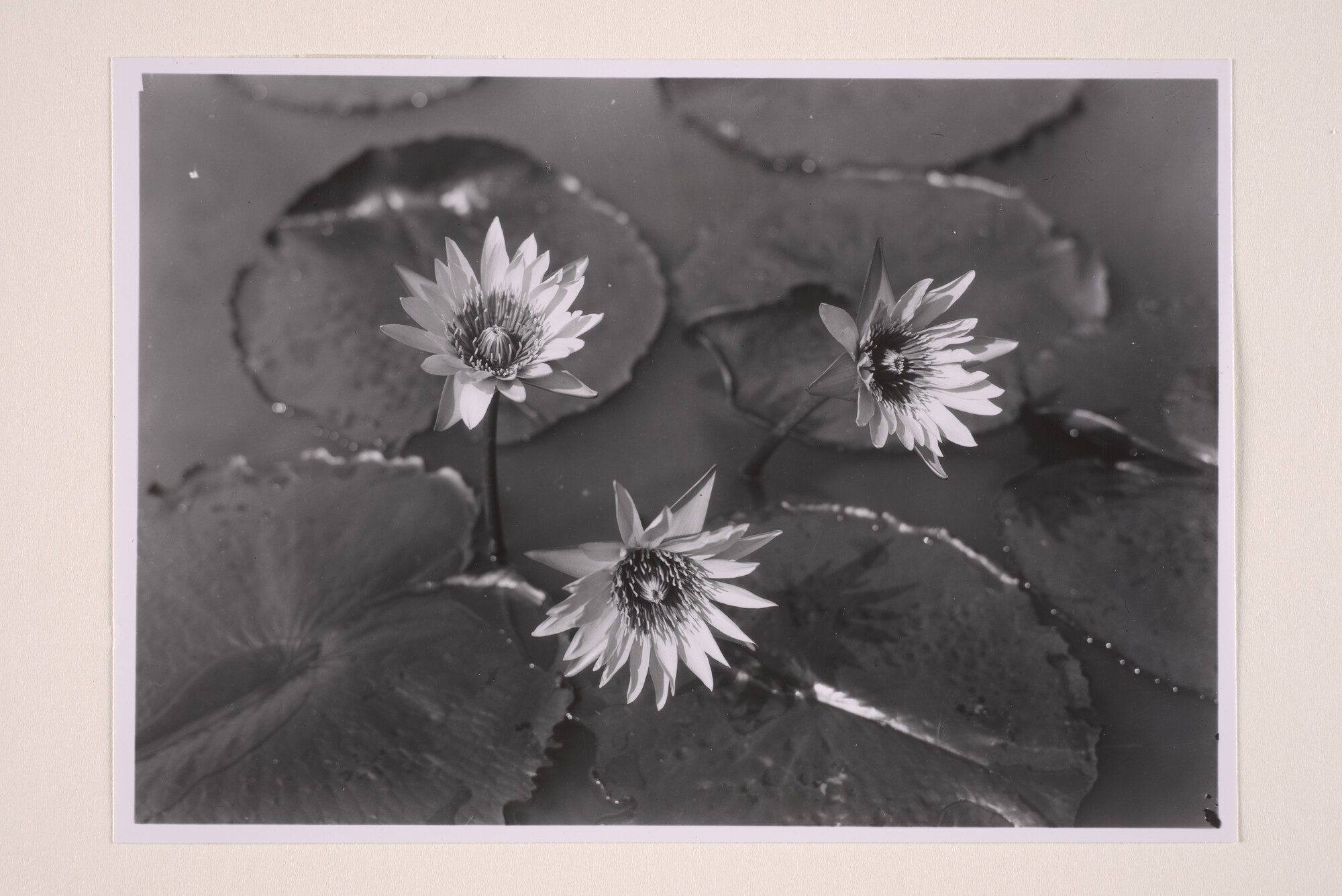 1994.5830; Foto's gemaakt in 's Lands Plantentuin te Buitenzorg; fotoreportage
